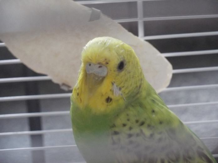 strano piumaggio faccia